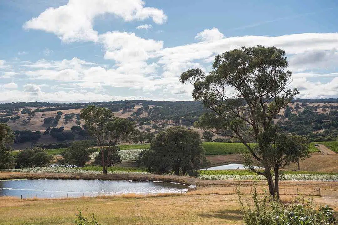 Ross Hill Wines